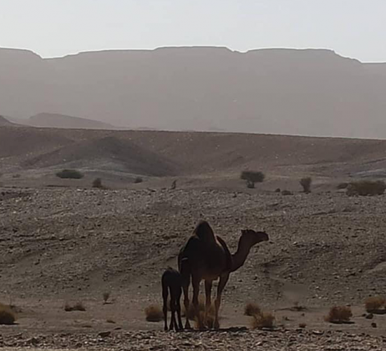 Tour di 2 giorni da Fes al deserto di Merzouga